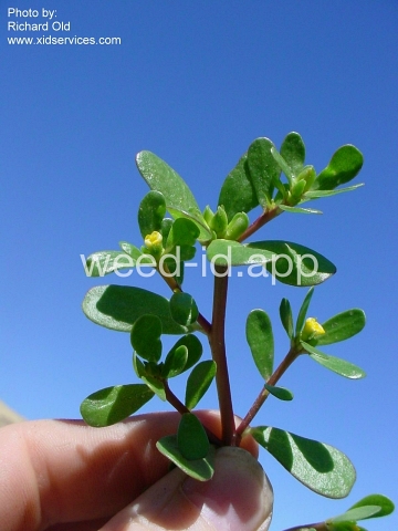 purslane, common